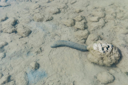Sea cucumbers, Holothuroidea, Thailand