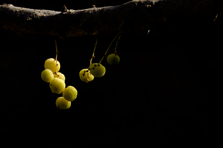 Star Gooseberryの写真素材