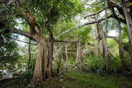 banyan treeの写真素材