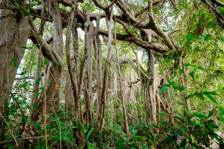 banyan tree