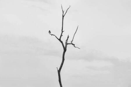 dead tree and birdの写真素材