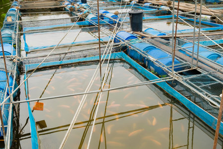 fish(Nile tiapia) farm in the river for business, Thailand