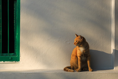 stray orange cat rest on the old wallの写真素材
