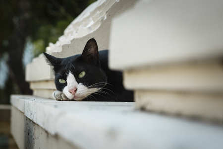 stray cats be tired of lifeの写真素材