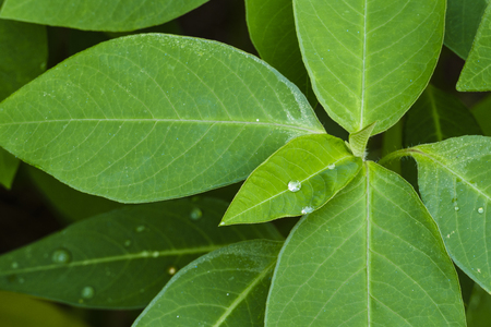 green leaf and water dropの写真素材