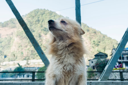 stray dog is sitting on the bridge