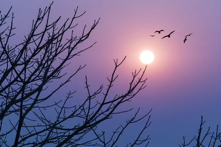 surise and birdsの写真素材