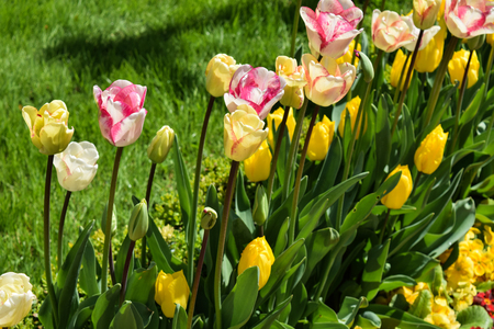 Blossoming of tulips of yellow color, beautiful flowers on a green glade, a summer landscape, the wild natureの写真素材