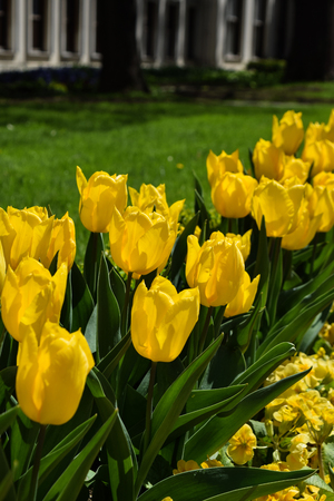 Blossoming of tulips of yellow color, beautiful flowers on a green glade, a summer landscape, the wild natureの写真素材