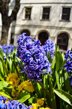 Flowering blue Hyacinth (Hyacinthus orientalis) and white pansy flower plants growth in the flowerbed.の写真素材