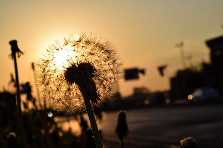 Dandelions in the sun on the fieldの写真素材