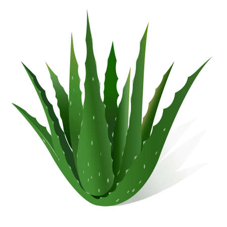 Aloe vera vector illustration, Realistic illustration of aloe vera plant.のイラスト素材