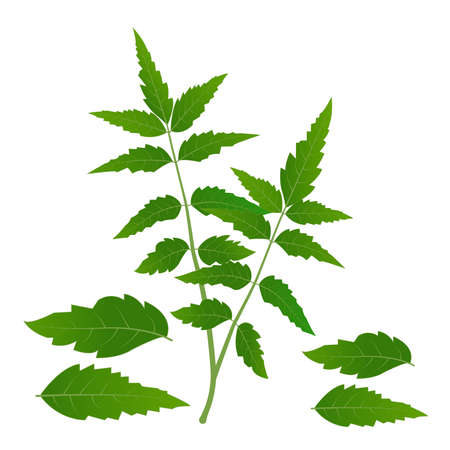 Neem tree leaves vector illustration Medicinal neem leafsのイラスト素材