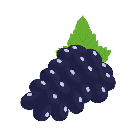 Health and Nutrition Benefits of blueberry dried fruit, blueberry fruit vector illustrationsのイラスト素材