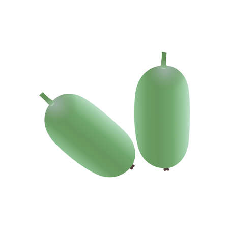 Wax gourd or Chalkumra realistic vector illustrationのイラスト素材