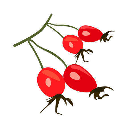 Health and Nutrition Benefits of Rose Hip, Rose Hip fruit vector illustrationsのイラスト素材