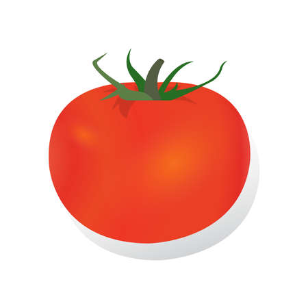 Tomatoes realistic vector illustrationのイラスト素材
