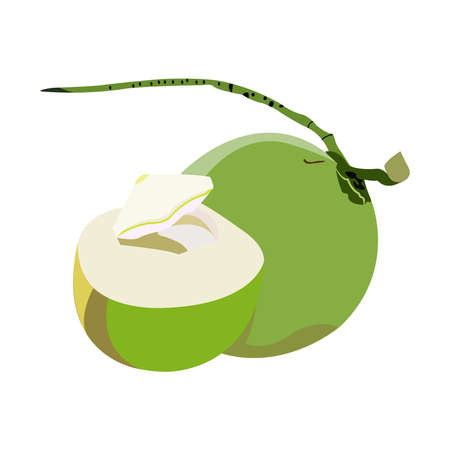 Health and Nutrition Benefits of coconut, coconut fruit vector illustrationsのイラスト素材