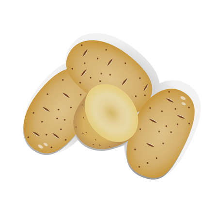 Potato realistic vector illustrationのイラスト素材