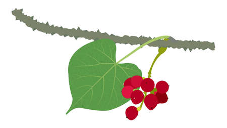 Guduchi fruit Giloy leaf organic green leaf Giloy tinospora cordifolia tinospora cordi folia leaf herbsのイラスト素材