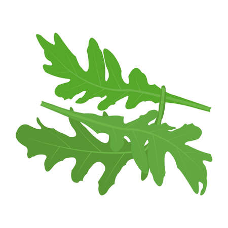 Green leaf arugula bellezia organic vector imageのイラスト素材
