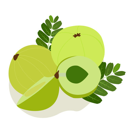 helth medicine herbal Amla vectors illustrations amlocy fruit vector vector amloki fruitのイラスト素材