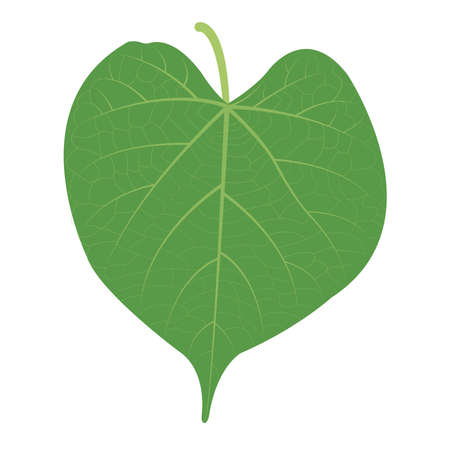 Giloy leaf organic green leaf Giloy tinospora cordifolia tinospora cordi folia leaf herbs herbal herbs leafのイラスト素材
