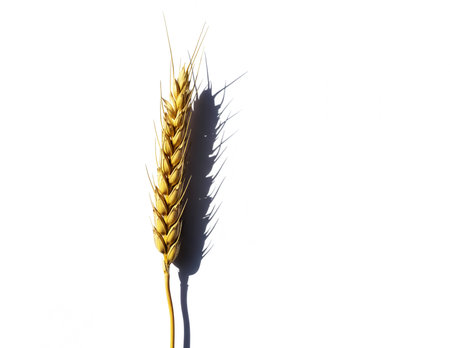 Ears of wheat on a white background. Place for text.の素材