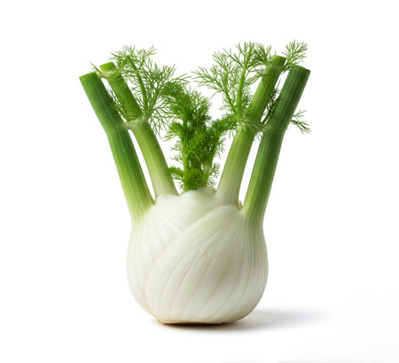 Fresh fennel bulb isolated on white background with clipping path.の素材
