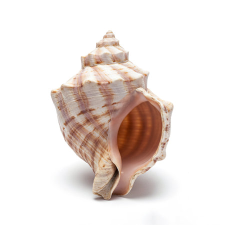 Seashell isolated on white background. Clipping path included.の素材