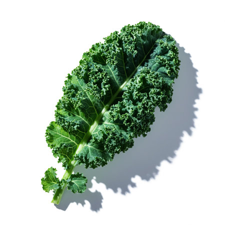 Fresh green kale leaf isolated on white background. Clipping path included.の素材