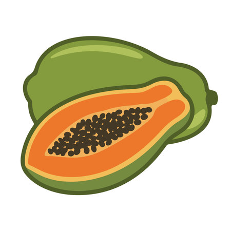 Papaya fruit icon. Cartoon illustration of papaya fruit vector icon for webのイラスト素材