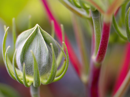 Close up of a green bud of a succulent plant with blurred background