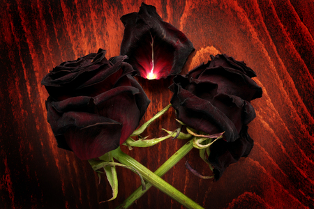 Faded roses on a dark table. Symbol of death.の写真素材