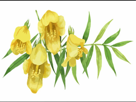Bouquet of yellow freesia flowers. Vector illustration.のイラスト素材