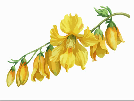 Yellow flowers isolated on white background. Watercolor hand drawn illustration.のイラスト素材