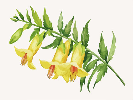 Illustration of yellow fuchsia flowers with green leaves on white backgroundのイラスト素材