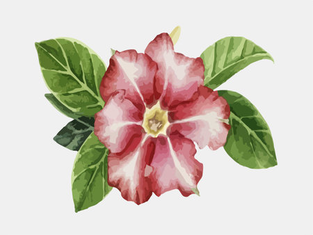 Illustration of Impala Lily, Impala Lily, Mock Azaleaのイラスト素材