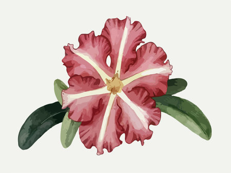 Illustration of a pink and white flower on a white background.のイラスト素材
