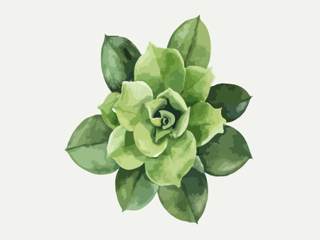 Succulent plant vector illustration. Watercolor green succulent plantのイラスト素材