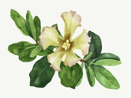 Yellow Azalea flower with green leaves. Watercolor illustration.のイラスト素材