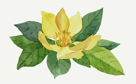 Yellow flower with green leaves on white background. Hand drawn illustration.のイラスト素材
