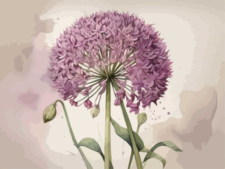 Illustration of purple allium flower on a grunge background.のイラスト素材