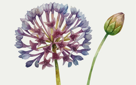 Watercolor illustration of violet flower on white background. Digital painting.のイラスト素材