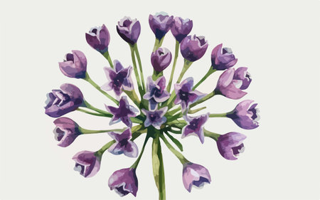 Illustration of a purple Allium ursinum  flowerのイラスト素材