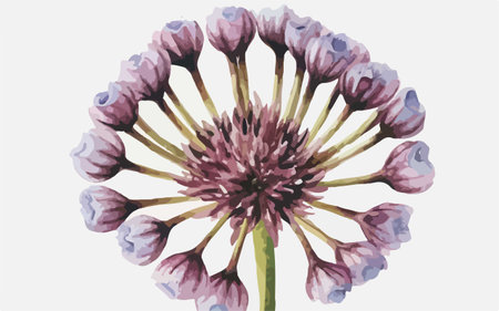 Illustration of a purple flower on a white background in watercolor styleのイラスト素材