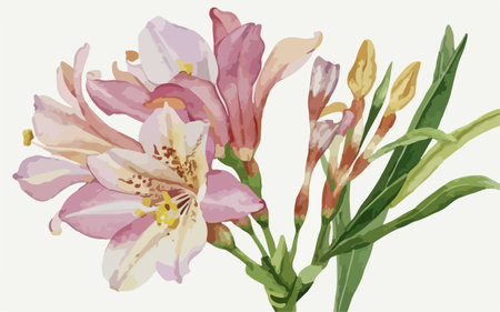 Illustration of Alstroemeria flowers in watercolor style.のイラスト素材
