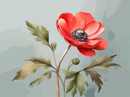 Red anemone flower on a gray background. Vector illustration.のイラスト素材