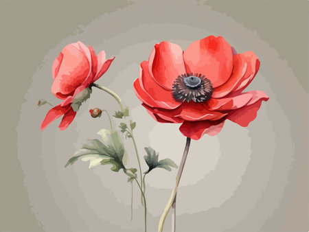 Two red poppies on a gray background. Vector illustration.のイラスト素材