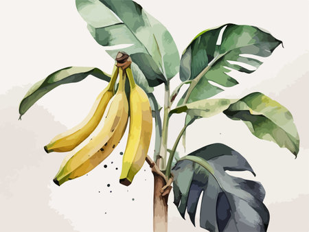 Illustration of banana tree with bunch of bananas in watercolor styleのイラスト素材